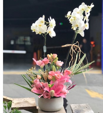 Beyaz Orkide Pembe Lilyum Dansı